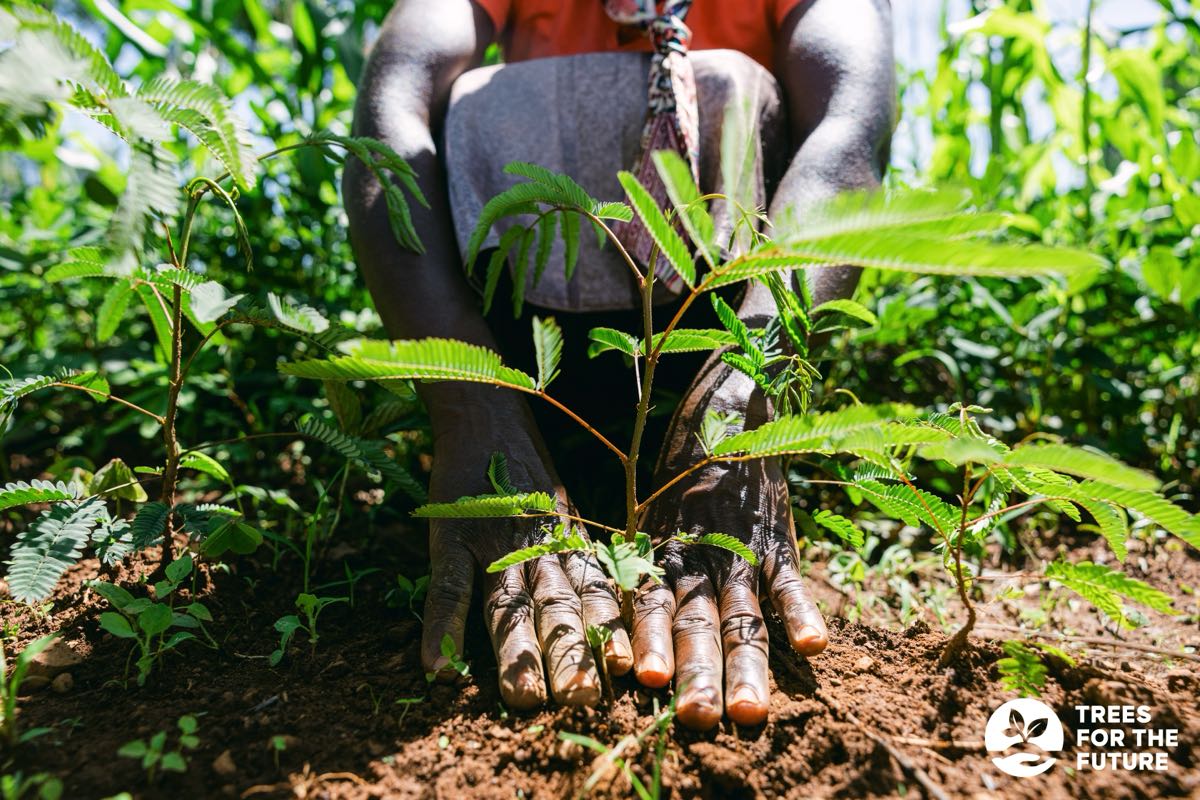 Projekt ReviewForest
