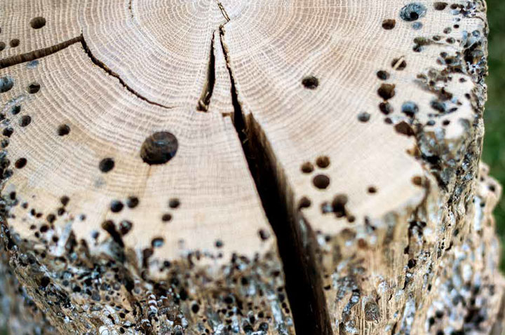 Riva 1920 Briccole - die Eichenpfähle aus der Lagune Venedigs Riva 1920 Briccole - die Eichenpfähle aus der Lagune Venedigs