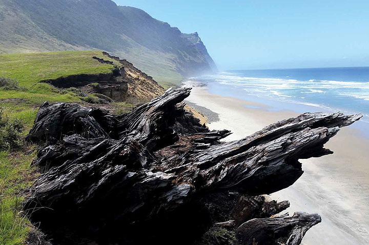 Riva 1920 Kauriholz – über 55.000 Jahre alt Riva 1920 Kauriholz – über 55.000 Jahre alt