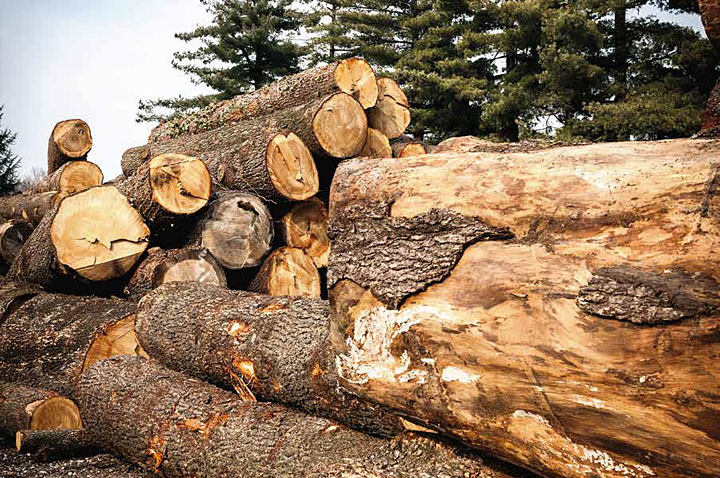 Riva 1920 Zedernholz Riva 1920 Zedernholz