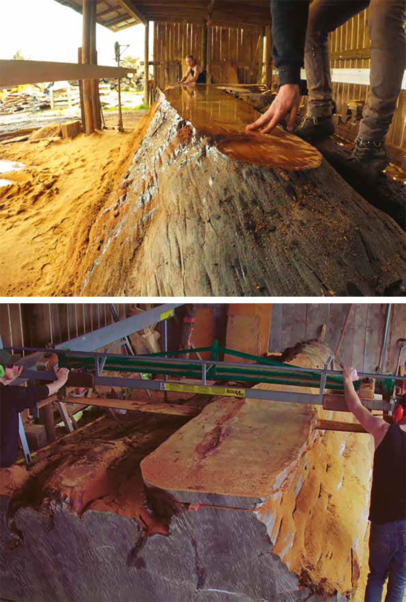 Kauri - Herr des Waldes