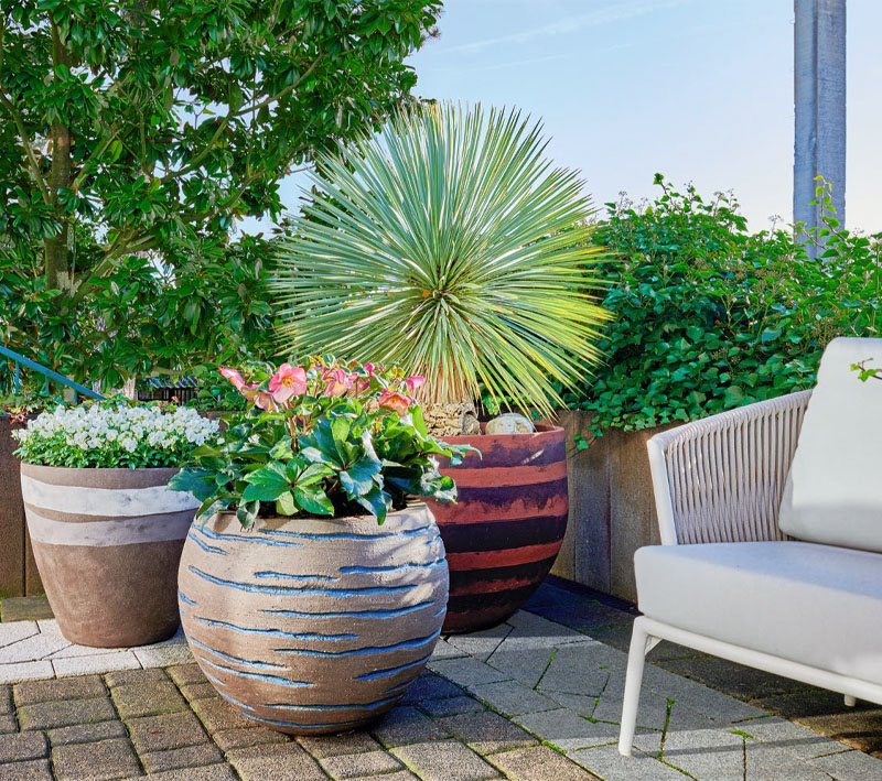 Mediterranes „Pot“pourri Handwerk, Formensprache und gärtnerische Gestaltung im Einklang. Drei frostharte, handgetöpferte Tongefäße mit ausgesuchten Pflanzen. Von links: Viola cornuta | Christrosen in kräftigem Rosé | Yucca rostrata