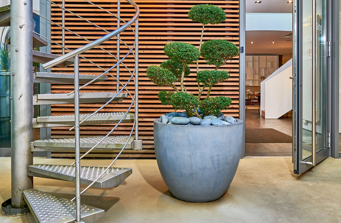 Fiberstonegefäß Jeslyn mit Formgehölz Ilex crenata