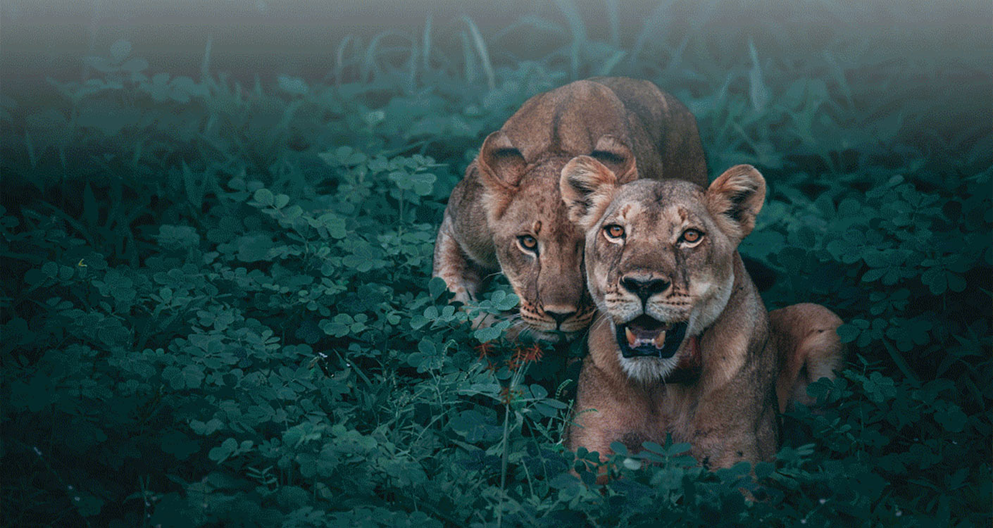 Legends of Carpets. Inspiration Afrika, zurück zum Ursprung