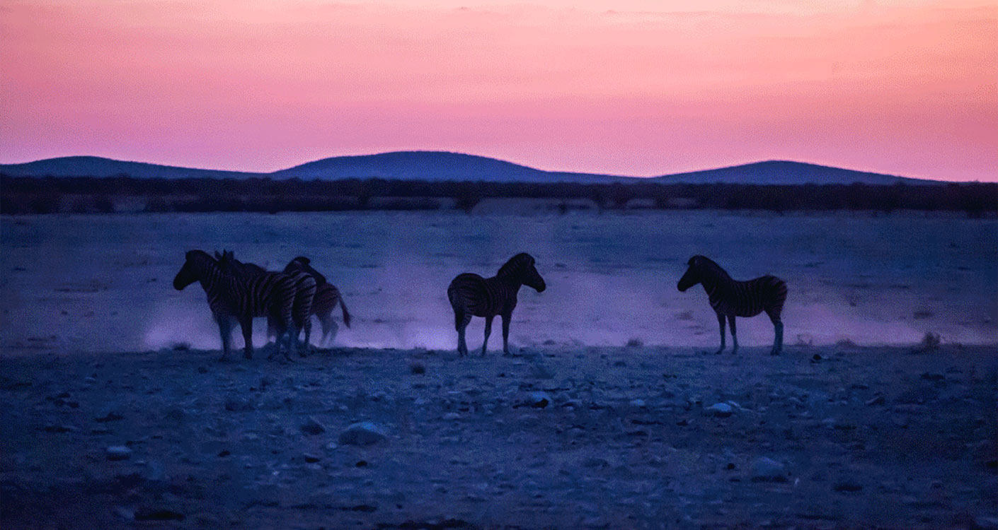 Legends of Carpets. Inspiration Afrika, zurück zum Ursprung