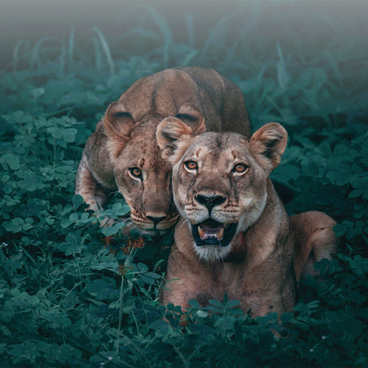 Legends of Carpets. Inspiration Afrika, zurück zum Ursprung