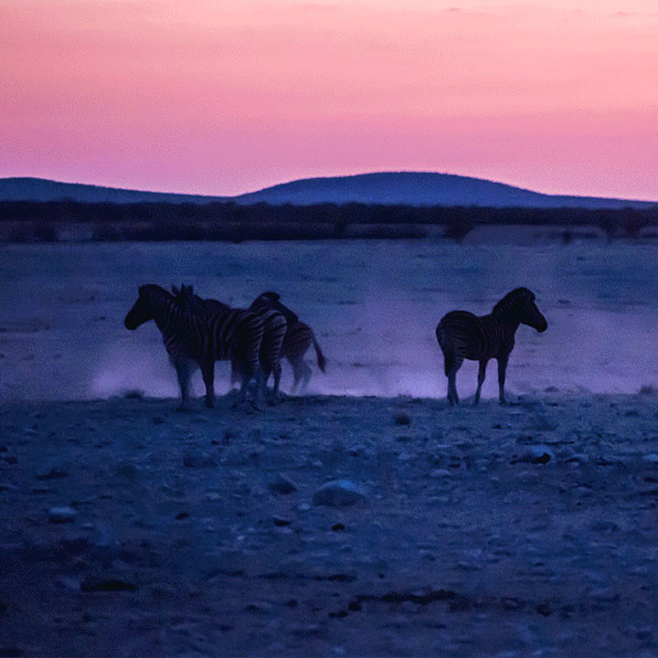 Legends of Carpets. Inspiration Afrika, zurück zum Ursprung